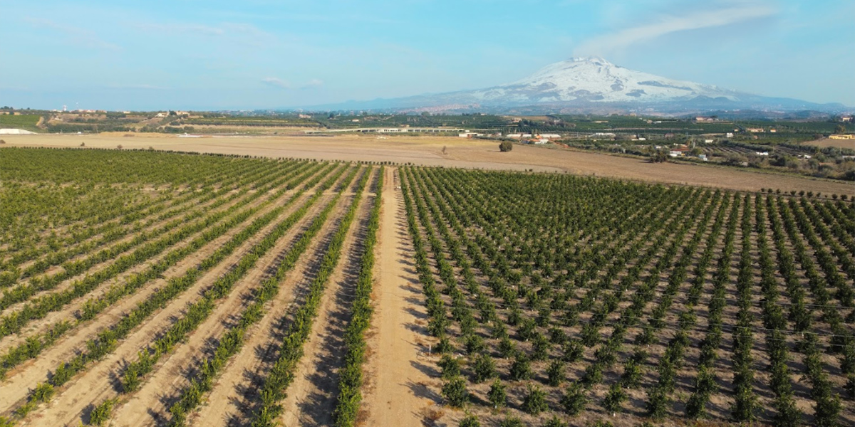 Unifrutti cresce acquisendo l’azienda agricola Castellana in Sicilia